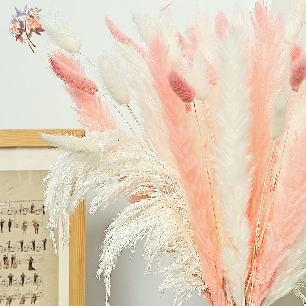 62 Pieces White Reeds Pink Rab - đánh giá và giá Dried Pampas Bundle